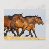 Bob Langrish | Drei andalusische Mares laufen Postkarte (Vorderseite)