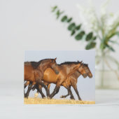 Bob Langrish | Drei andalusische Mares laufen Postkarte (Stehend Vorderseite)