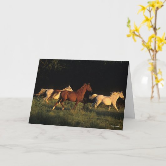 Bob Langrish drei Araber, die im Abend leuchten Karte (Gelbe Blume)