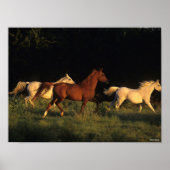 Bob Langrish drei Araber, die im Abend leuchten Poster (Vorne)