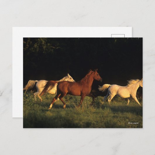 Bob Langrish drei Araber, die im Abend leuchten Postkarte (Vorne/Hinten)