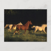 Bob Langrish drei Araber, die im Abend leuchten Postkarte (Vorderseite)