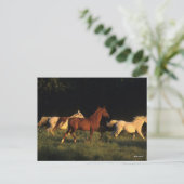 Bob Langrish drei Araber, die im Abend leuchten Postkarte (Stehend Vorderseite)