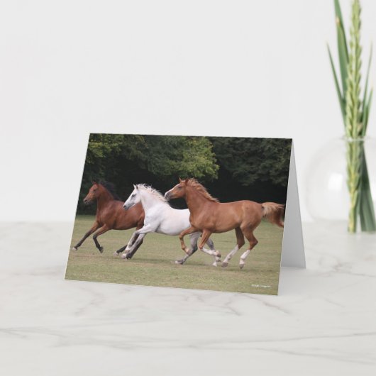 Bob Langrish | Drei Arabische Pferde, die zusammen Karte (Vorderseite)