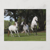 Bob Langrish | Drei graue andalusische Ärzte sprin Postkarte (Vorderseite)