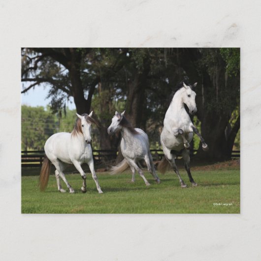 Bob Langrish | Drei graue andalusische Ärzte sprin Postkarte (Vorderseite)