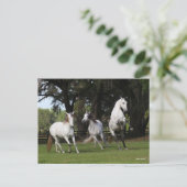 Bob Langrish | Drei graue andalusische Ärzte sprin Postkarte (Stehend Vorderseite)