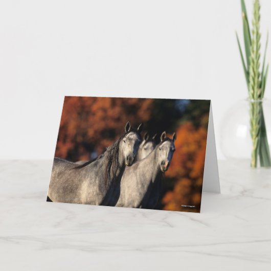 Bob Langrish | Drei graue Araber Stehend zusammen Karte (Vorderseite)