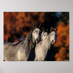 Bob Langrish   Drei graue Araber Stehend zusammen Poster