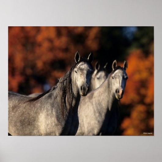 Bob Langrish | Drei graue Araber Stehend zusammen Poster (Vorne)