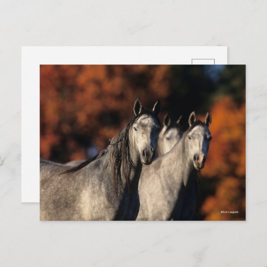 Bob Langrish | Drei graue Araber Stehend zusammen Postkarte (Vorne/Hinten)