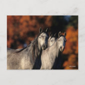 Bob Langrish | Drei graue Araber Stehend zusammen Postkarte (Vorderseite)