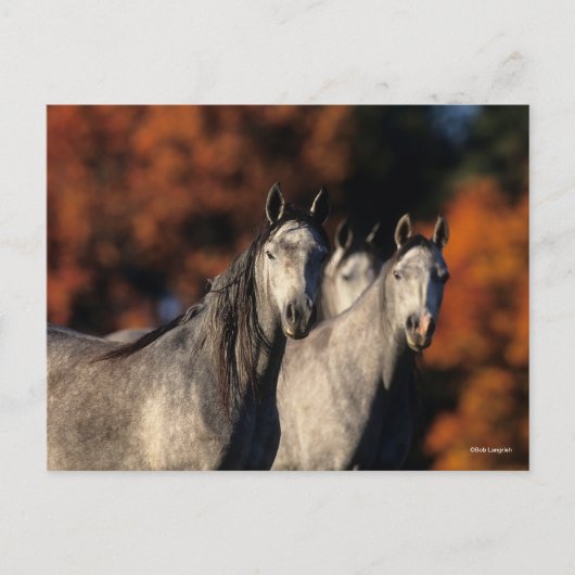 Bob Langrish | Drei graue Araber Stehend zusammen Postkarte (Vorderseite)