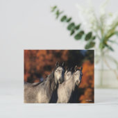 Bob Langrish | Drei graue Araber Stehend zusammen Postkarte (Stehend Vorderseite)