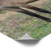 Bob Langrish | Drei miteinander Stehende Ponys Poster (Ecke)