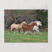 Bob Langrish | Drei Ponys, die zusammenlaufen Postkarte (Vorderseite)