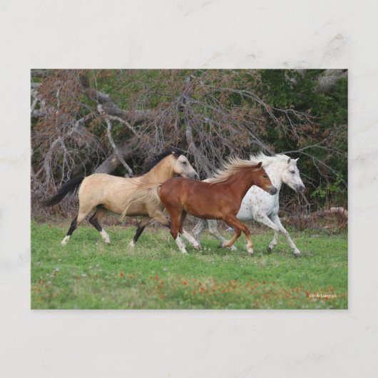 Bob Langrish | Drei Ponys, die zusammenlaufen Postkarte (Vorderseite)