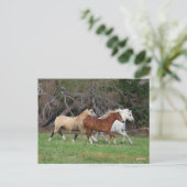 Bob Langrish | Drei Ponys, die zusammenlaufen Postkarte (Stehend Vorderseite)