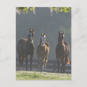 Bob Langrish | Drei Viertel Pferdejunge Postkarte (Vorderseite)