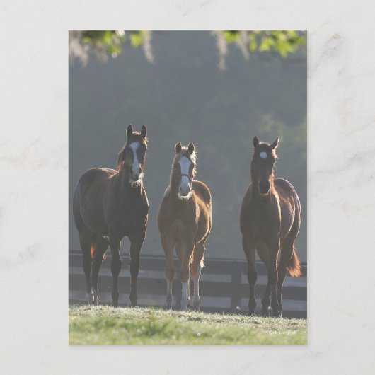 Bob Langrish | Drei Viertel Pferdejunge Postkarte (Vorderseite)