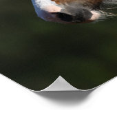 Bob Langrish | Drum Horse Headshot Poster (Ecke)