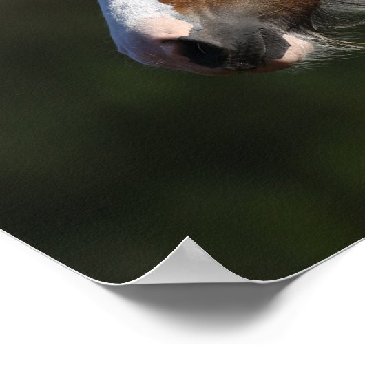 Bob Langrish | Drum Horse Headshot Poster (Ecke)