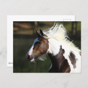 Bob Langrish   Drum Horse Headshot Postkarte