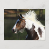 Bob Langrish | Drum Horse Headshot Postkarte (Vorderseite)