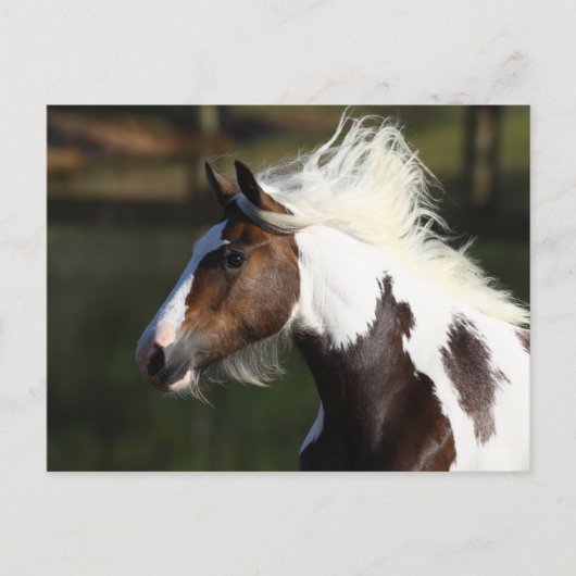 Bob Langrish | Drum Horse Headshot Postkarte (Vorderseite)