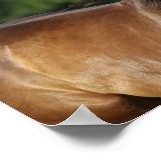 Bob Langrish | Dunkler Bay Quarter Horse Headshot Poster (Ecke)