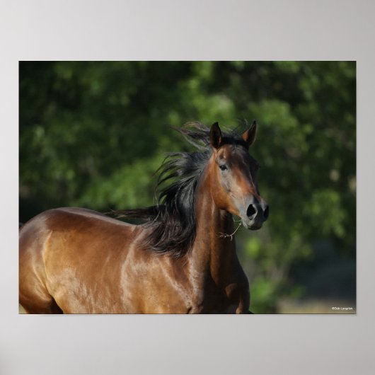 Bob Langrish | Dunkler Bay Quarter Horse Headshot Poster (Vorne)