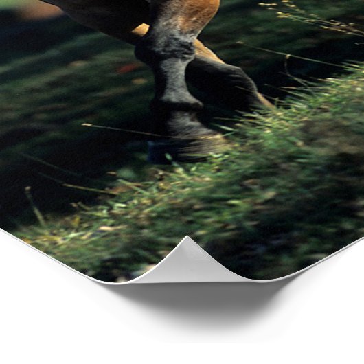 Bob Langrish | Durchlaufpferd im Dun Quarter Poster (Ecke)