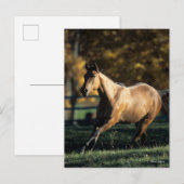 Bob Langrish | Durchlaufpferd im Dun Quarter Postkarte (Vorne/Hinten)