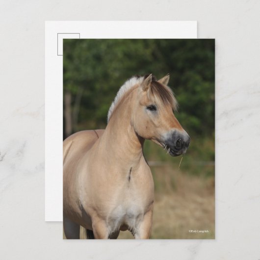 Bob Langrish | Fjord Horse Standing Headshot Postkarte (Vorne/Hinten)