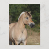 Bob Langrish | Fjord Horse Standing Headshot Postkarte (Vorderseite)