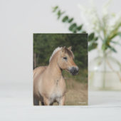 Bob Langrish | Fjord Horse Standing Headshot Postkarte (Stehend Vorderseite)