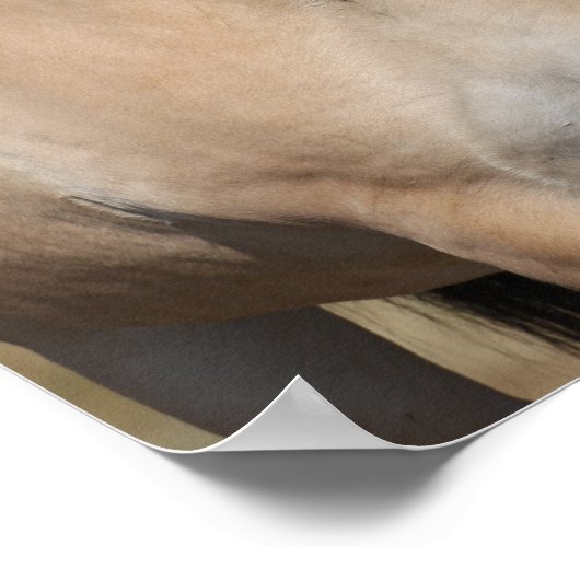 Bob Langrish | Fjord Pferd Stehend Headshot Poster (Ecke)