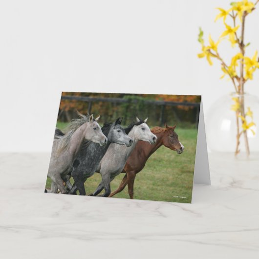 Bob Langrish | Four Arab Horses Racing Headshot Karte (Gelbe Blume)