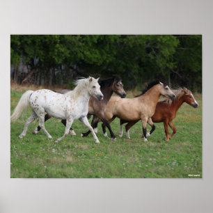 Bob Langrish Four Ponies Running Together Poster