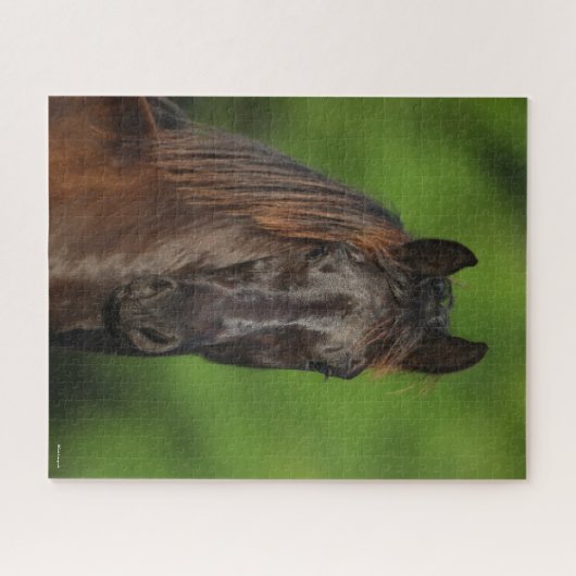 Bob Langrish | Friesian Horse Headshot Puzzle (Horizontal)