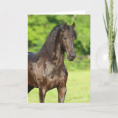 Bob Langrish | Friesian Horse Stehend Headshot Karte (Vorderseite)