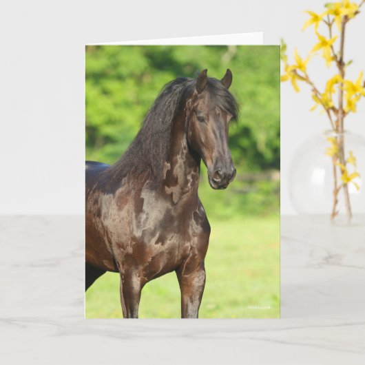 Bob Langrish | Friesian Horse Stehend Headshot Karte (Gelbe Blume)