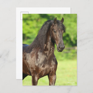 Bob Langrish   Friesian Horse Stehend Headshot Postkarte