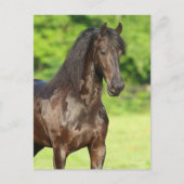 Bob Langrish | Friesian Horse Stehend Headshot Postkarte (Vorderseite)