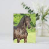 Bob Langrish | Friesian Horse Stehend Headshot Postkarte (Stehend Vorderseite)