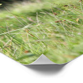 Bob Langrish | Grashengst Stehend Poster (Ecke)