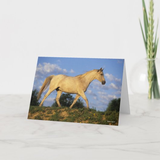 Bob Langrish | Grau Arab Walking Karte (Vorderseite)