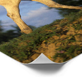 Bob Langrish | Grau Arab Walking Poster (Ecke)