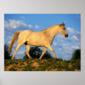 Bob Langrish | Grau Arab Walking Poster (Vorne)