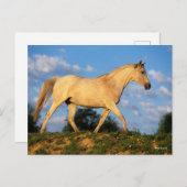 Bob Langrish | Grau Arab Walking Postkarte (Vorne/Hinten)